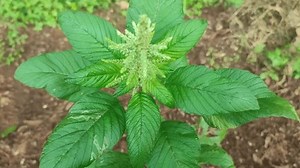 Green Fresh Amaranthus Viridis Plant Garden Stock Footage Video (100% Royalty-free) 3475299935 | Shutterstock