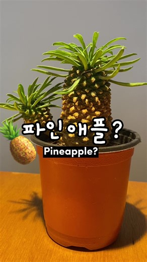 귀여운 괴마옥, 파인애플 닮은 반려식물 키우기
