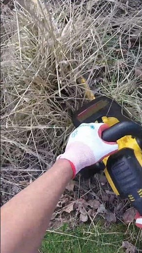 DO THIS IN THE SPRING (NOT FALL). Annual trim of Ornamental Grass!