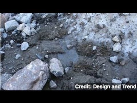 Frozen Plants from 'Little Ice Age' Back to Life