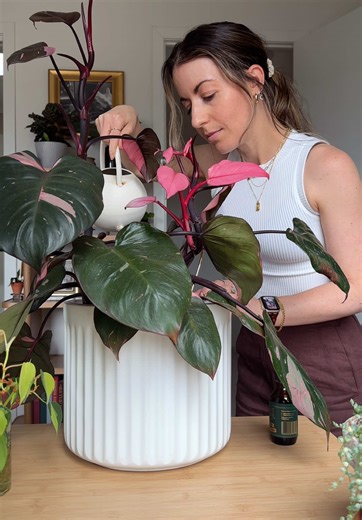 Indoor Plant Food for Thriving Houseplants