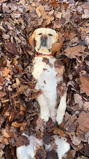 Stella, Queen of Leaves • Unstable Mabel | Mabel in the leaf pile is a MOOD 🍁🍂 #stablemabel #stellasleafpiles #keepbeingyou #dogsofmaine | Instagram