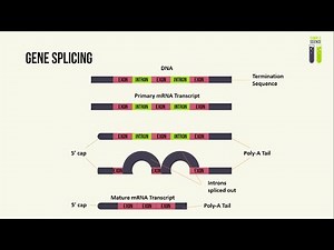 Protein Synthesis - Part 2 - Gene Splicing