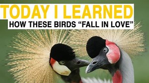 TIL: How to Play Matchmaker for Beautiful, Endangered Birds