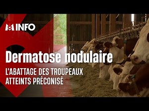 Dermatose nodulaire : des éleveurs se battent pour éviter l'abattage