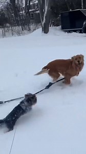 Off-Leash Freedom Starts with One Leap of Trust