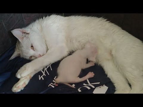 Tragic Accident! Mother Cat Accidentally Paralyzes Her Newborn Kitten By Sitting On Him