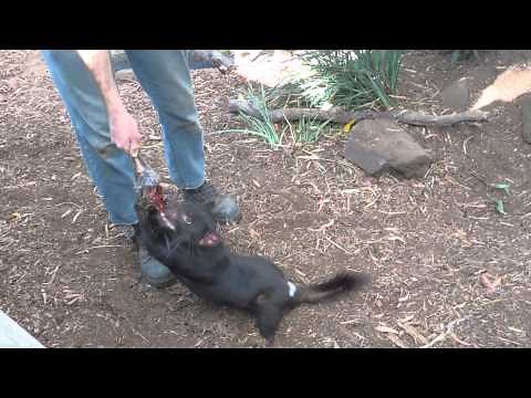 Tasmanian Devil Biting