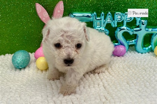 Bella - Bichon Frise Puppy B23A32