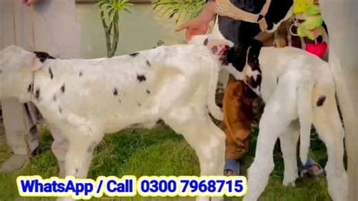 cow farming business in Punjab Pakistan | hf cow Khurram dairy farm Sargodha #farmingandbusinessideas #farmology | Village Farming Info