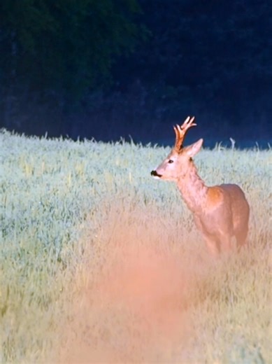 Las szaleje! 🦌 Kozioł sarny szczeka jak w transie, kukułka daje koncert, a przyroda gra pierwsze skrzypce. 🌲 Złap ten dziki moment i poczuj rytm lasu! 🔥#Natura, #Przyroda, #Las, #Zwierzęta, #DzikieZwierzęta, #Sarna, #Kozioł, #Kukułka, #SzczekanieSarny, #WildVibes, #TikTokNatura, #Viral#foresthunger
