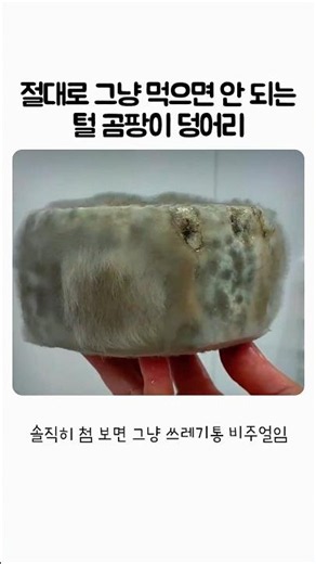절대로 그냥 먹으면 안되는 털 곰팡이 덩어리