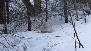 Wookie | Baby Slap and Friends