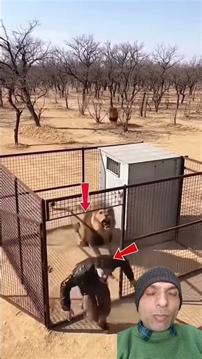 Tiger Charges at Human 🐯