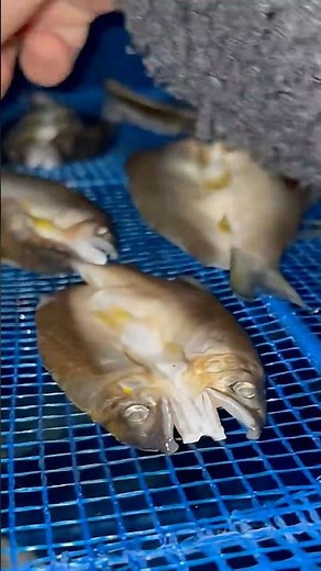 投網/番外編 [那珂川天然鮎加工] 冷凍鮎で一夜干し作り #投網
