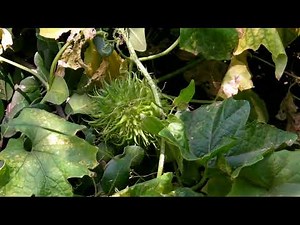 Wild Cucumber (Marah macrocarpus var. major) Santa Cruz Island, Channel Islands National Park