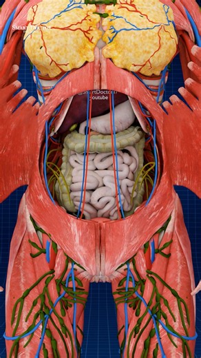 Smart Doctor on Instagram: "Female Anatomy: The Immense Secrets Within ✨ . . The human heart is a vital organ that pumps blood throughout the body, supplying oxygen and nutrients while removing carbon dioxide and waste products. Here are some key points about the human heart: Anatomy: The heart has four chambers: two upper atria and two lower ventricles. The right side pumps deoxygenated blood to the lungs, while the left side pumps oxygenated blood to the rest of the body. Valves: There are fou