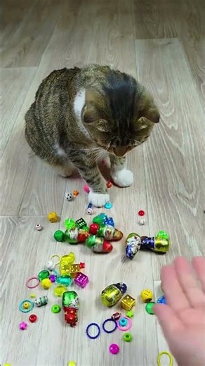 Cute Cat Playtime with Colorful Toys