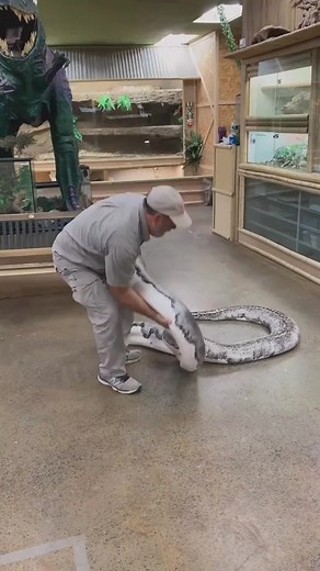 Apparently this giant snake did not want to be picked up😅 This beautiful python just became a mom an #tipsy #nashville #reelsfypシ #reelschallenge2024 #college #xybca #6thstreet #reelsviralfb #hawktuahgirl #party #reelkarofeelkaro #funny #cmafest #reels #reels2024 #reelschallenge,#fypツ | Michael