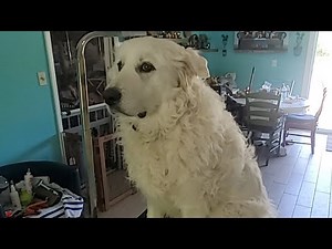 Brushing Out A Great Pyrenees