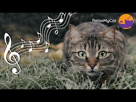 Calming Cat Music: Soothing Sounds to Help Your Kitty Relax 🐱