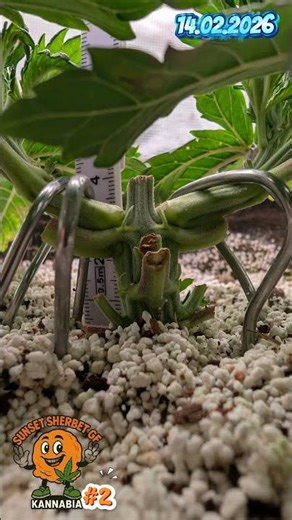 Sunset Sherbet GF #2 Week 4 Day 24 #diyfertilizer #coco #citricacid #fishhydrolysate #hydroponics