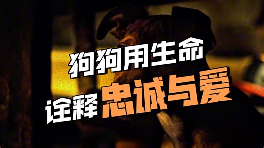 豆瓣9.8，这绝对是美国最牛逼的一部狗狗电影，看完治愈一生！