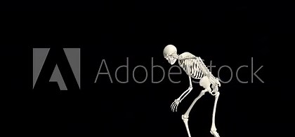 Dancing Skeleton 3D. 3D Skeleton Dance Animation. Skeleton 3D dance. Transparent background.