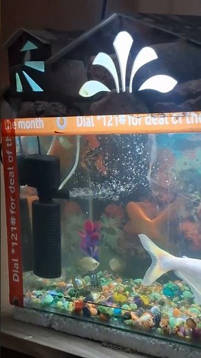 fish #fish ❤️❤️❤️