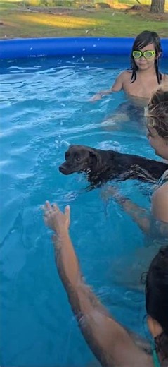 Letting my puppy (Dachshund/chihuahua) take a swim in our pool!! #petlover
