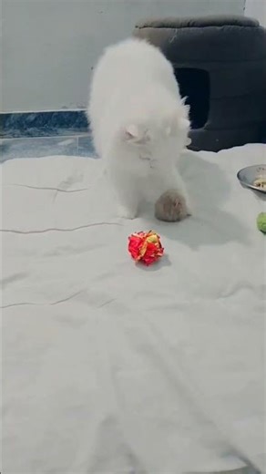 cat playing