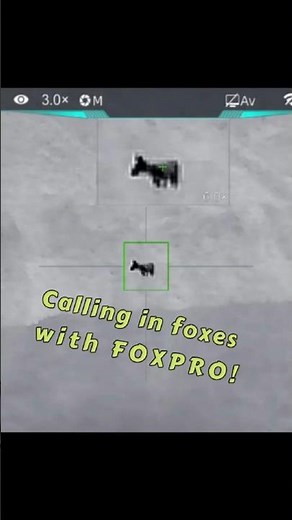 Calling foxes at night with FOXPRO! #foxhunting #predatorcalling #hunting