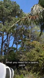 Cedar shares a simple how-to catch a swarm from a palm tree at Flow HQ. Spring is approaching quickly in the Southern hemisphere. 🌱 🌸🐝 Warmer weather and longer daylight hours mean our bees are multiplying. Swarms are honeybees' natural way of reproducing; the original queen and half the colony will leave in search of a new home. Swarm prevention is good beekeeping practice and important at this time of year – but of course, there are times when your bees have other plans! #swarm #bees #swarm