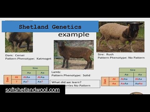 Shetland Sheep Color Genetics - A Basic Overview