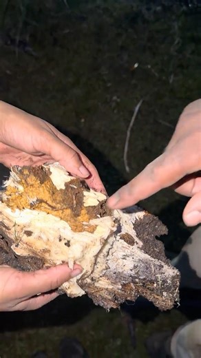 The fungus that feeds our plants