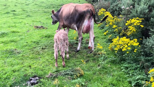#jersey #fleckvieh #agriculture #farming #farminglife #cowsoftiktok #cow #dairyfarming #ireland #fleckviehaustria #milk