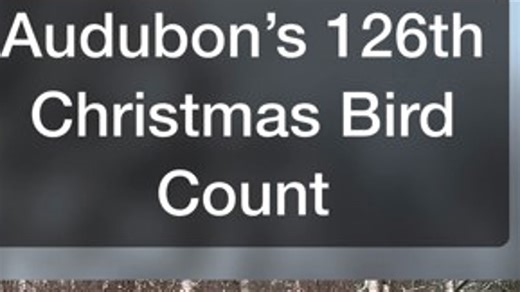 Audubon's annual Christmas Bird Count
