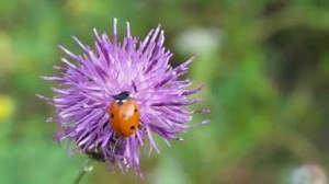 11K views · 72 reactions | Do they bite? Let's set the record straight on 'ladybugs'.  First of all, ladybugs aren't actually bugs - they're beetles! Victoria Fenn Alvarado discovers all kinds of interesting facts about these beneficial insects. https://ow.ly/WNec50TRBaT | The Weather Network | Facebook