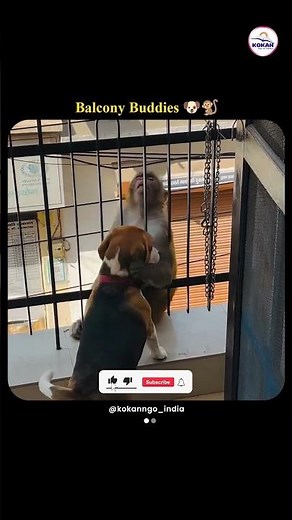 Cute Beagle Meets Curious Monkey on Balcony 🐶🐒 | Funny Animal Friendship #short #bestbuddiesstories