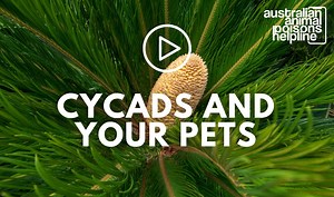 Did you know that cycads can be lethally poisonous to pets? All parts of these plants are toxic, with the seeds being particularly dangerous. Signs of poisoning include abdominal pain, vomiting, diarrhoea, drowsiness, weakness, seizures, coma, and liver failure. If you are a pet owner and have a cycad growing in your garden, consider removing or restricting access to it if possible. Emergency veterinarian Dr Lisa Chimes explains more in the video below. | Animal Poisons Helpline