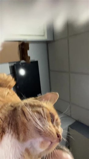 ali (@ali.rodgers)’s videos with The Chicken in Black - Johnny Cash