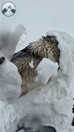POV: Breaking a Solid Ice Shell off a Trapped Wolf 🧊🔨🐺