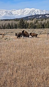 Leaping Bison... Grand Teton National Park #grandtetonnationalpark #bisonbisonbison #discoverearth #wildlifephotographer #wildlifevideos #Wyoming #bison #wildlife #wildlifeplanet | T. Lyn Neufeld Photography