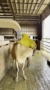 447K views · 23K reactions | We get wild on the farm on Saturday nights!! | TDF Honest Farming | Facebook