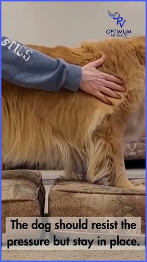 Stella Performing Rhythmic Stabilization