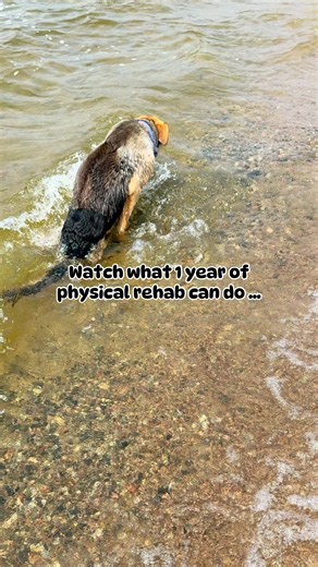 Tripawd Rescue Dog’s Rehab Success After Amputation
