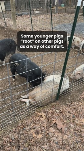 Piggins and Banks on Instagram: "Today a quick lesson in pig behavior! Younger pigs will often nose, or “root” on other pigs for comfort. 殺 See all the ways you can help us spread the message of fostering education and empathy towards pigs! Visit our bio link or savepigs.com  #pigsofinstagram #animalbehavior #minipigs #animarescue"