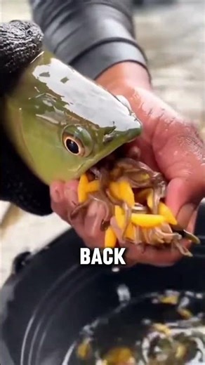 You Won’t Believe Where This Fish Keeps Its Babies