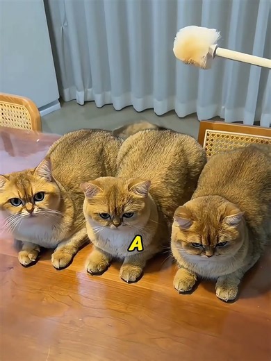 DIY Hats Made Entirely From Cat Hair! Cats Went Crazy For Them!#CatCrafts #DIYPets #CuteCats