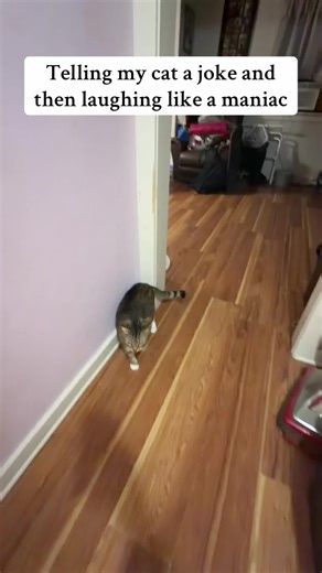 Funny Moments of Kittens Chasing Each Other